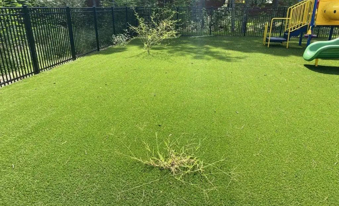 Artificial Grass Weed Control and Prevention